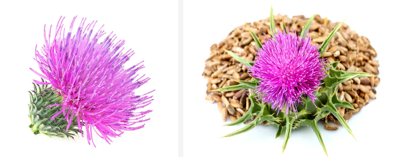 Milk thistle extract Powder.png